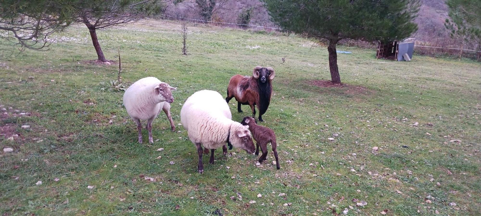 Gites Des Deux Vallees La Borieta Du Causse - Rocamadour Εξωτερικό φωτογραφία